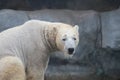 Polar bear that looks a bit sad conservation is essential for this species Royalty Free Stock Photo