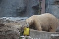 Polar bear that looks a bit sad conservation is essential for this species Royalty Free Stock Photo