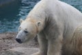 Polar bear that looks a bit sad conservation is essential for this species Royalty Free Stock Photo