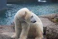 Polar bear that looks a bit sad conservation is essential for this species Royalty Free Stock Photo