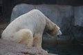 Polar bear that looks a bit sad conservation is essential for this species Royalty Free Stock Photo