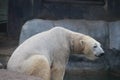 Polar bear that looks a bit sad conservation is essential for this species Royalty Free Stock Photo