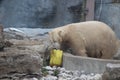 Polar bear that looks a bit sad conservation is essential for this species Royalty Free Stock Photo