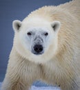 Polar bear looks straight at camera