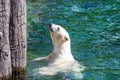 Polar bear looks up a wall from the water Royalty Free Stock Photo