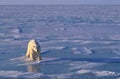 Polar bear, low bright side light in Arctic