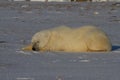 A polar bear lying down with paws stretched and taking a nap