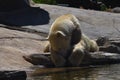 Polar bear lying on the rock