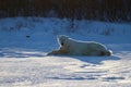 A polar bear lying in snow and staring at the camera with willows in the background Royalty Free Stock Photo