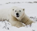 Polar bear lying in snow in the tundra. Canada. Churchill National Park.