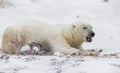 Polar bear lying in snow in the tundra. Canada. Churchill National Park.