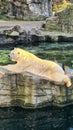 Polar bear lying on stone rock sunning by clear water Royalty Free Stock Photo