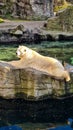 Polar bear lying on stone rock sunning by clear water Royalty Free Stock Photo
