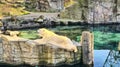 Polar bear lying on stone rock sunning by clear water Royalty Free Stock Photo