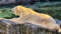 Polar bear lying on stone rock sunning by clear water Royalty Free Stock Photo