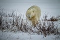 Polar bear makes way to ice to hunt for seals in Canada during blizzard_