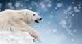 Polar bear on a melting ice floe in the arctic sea