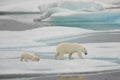 Polar bear mom and cub walking Royalty Free Stock Photo