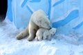 Polar bear mom with twins.