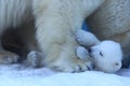 Polar bear mom with twins.