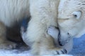 Polar bear mom with twins.