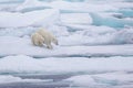 Polar bear mother and cub walking Royalty Free Stock Photo