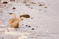 Polar Bear Mother and Cubs Surveying Area