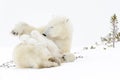 Polar bear mother with two cubs