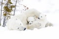 Polar bear mother with two cubs Royalty Free Stock Photo