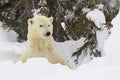 Polar bear mother (Ursus maritimus) looking out of of den, Royalty Free Stock Photo