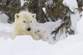 Polar bear mother (Ursus maritimus) with new born cub at den, Royalty Free Stock Photo