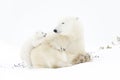 Polar bear mother with cub Royalty Free Stock Photo