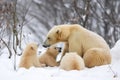 polar bear mother watches over her cubs as they wrestle in the snow