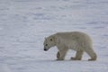 Polar bear moves across Arctic ice Royalty Free Stock Photo