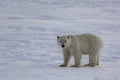 Polar bear moves across Arctic ice Royalty Free Stock Photo