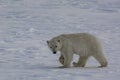 Polar bear moves across Arctic ice Royalty Free Stock Photo