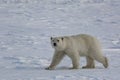 Polar bear moves across Arctic ice Royalty Free Stock Photo