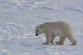 Polar bear moves across Arctic ice Royalty Free Stock Photo