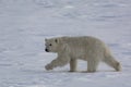 Polar bear moves across Arctic ice Royalty Free Stock Photo