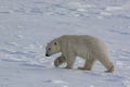 Polar bear moves across Arctic ice Royalty Free Stock Photo