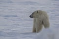 Polar bear moves across Arctic ice Royalty Free Stock Photo