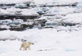 Polar bear in natural environment - Arctic Royalty Free Stock Photo