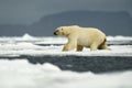 Polar bear in the nature. Big polar bear on drift ice edge with snow a water in Arctic Svalbard, Norway Royalty Free Stock Photo