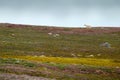 Polar bear near the bird nest, spring season with flower, Svalbard in Norway Royalty Free Stock Photo