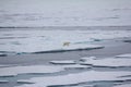 Polar bear goes into the expanses of the Arctic ocean