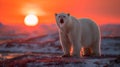 Polar bear in the night, illuminated by the moonlight, surrounded by the tranquil arctic landscape Royalty Free Stock Photo