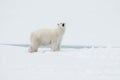 Polar bear north of Spitsbergen (Svalbard) close to the North Pole Norway