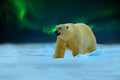 Polar bear with Northern Lights, Aurora Borealis. Night image with stars, dark sky. Dangerous looking beast on the ice with snow,