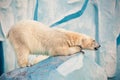 Polar bear in Novosibirsk zoo Royalty Free Stock Photo