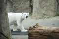 Polar bear in Oregon zoo Royalty Free Stock Photo